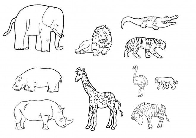 Coloriage à imprimer : Imagier des animaux de la Savane